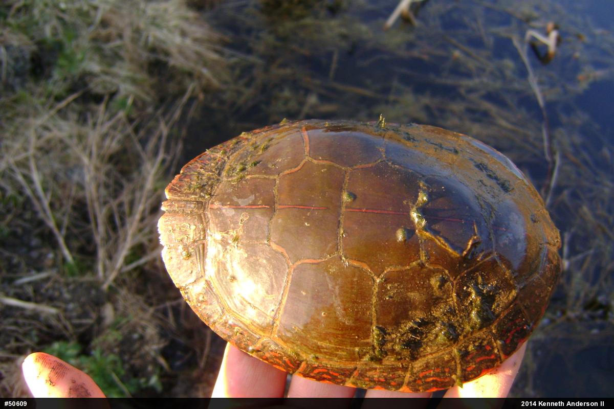 Midland Painted Turtle