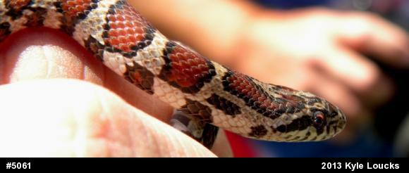 Eastern Milksnake