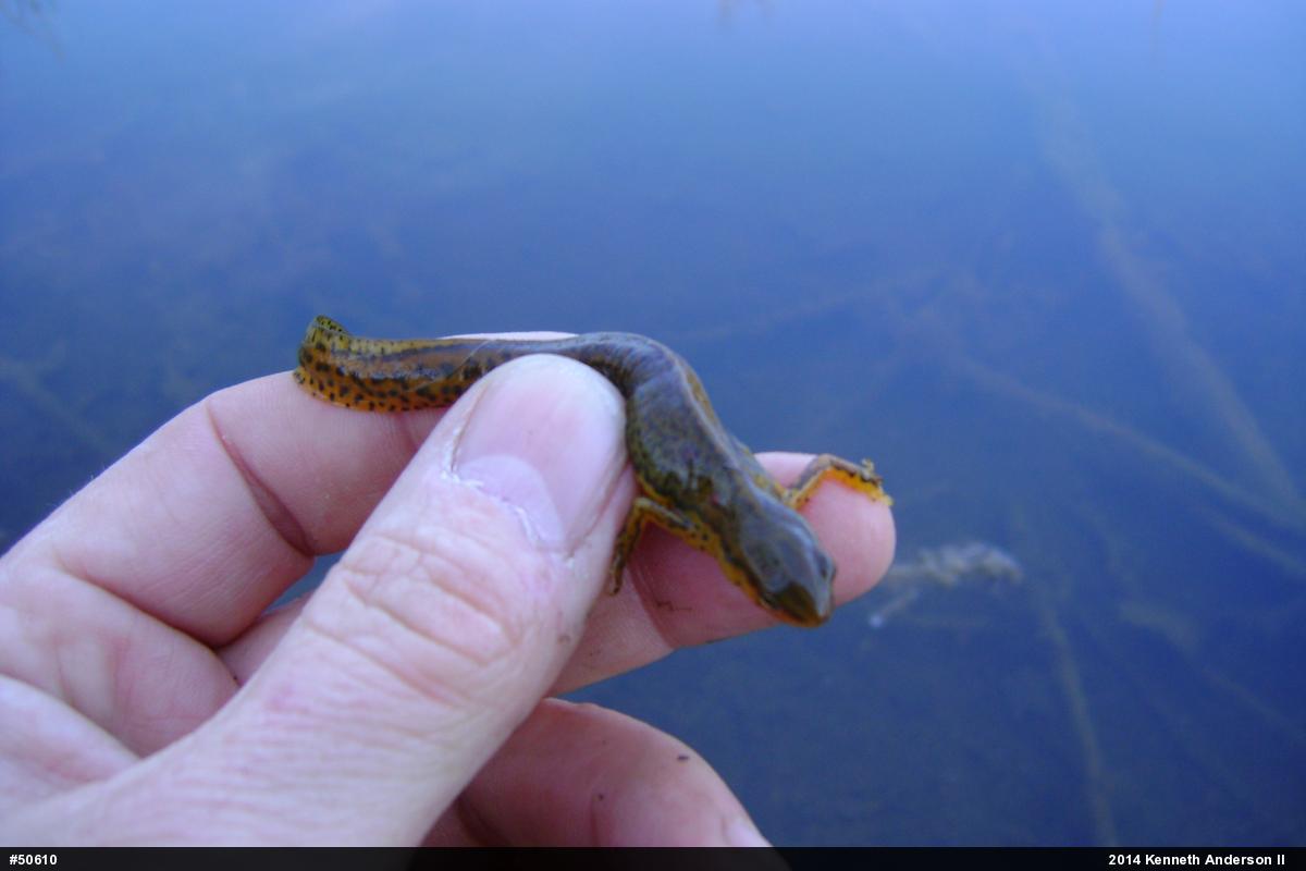 Red-spotted Newt