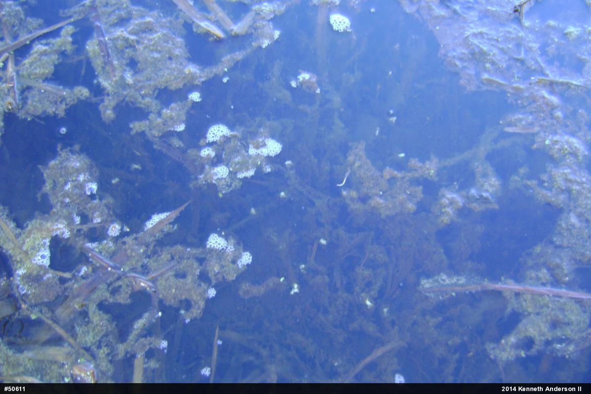Mole Salamanders