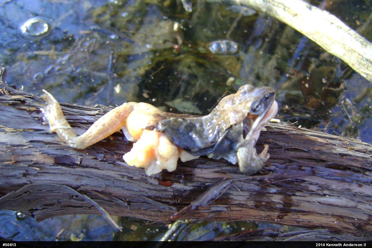 Wood Frog