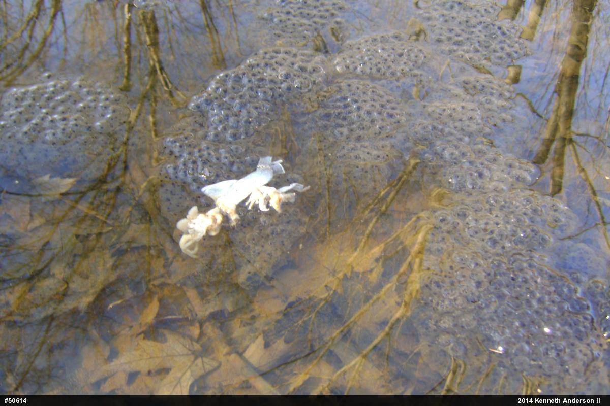 Wood Frog
