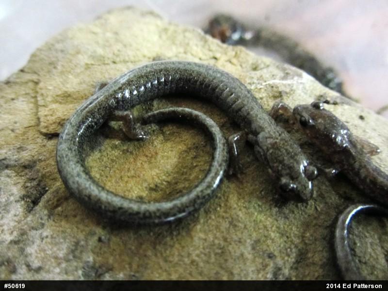 Valley And Ridge Salamander
