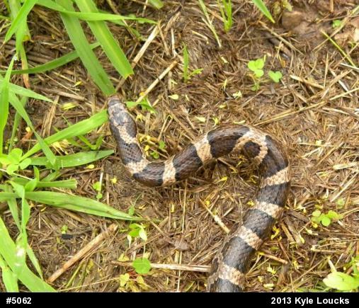 Eastern Milksnake