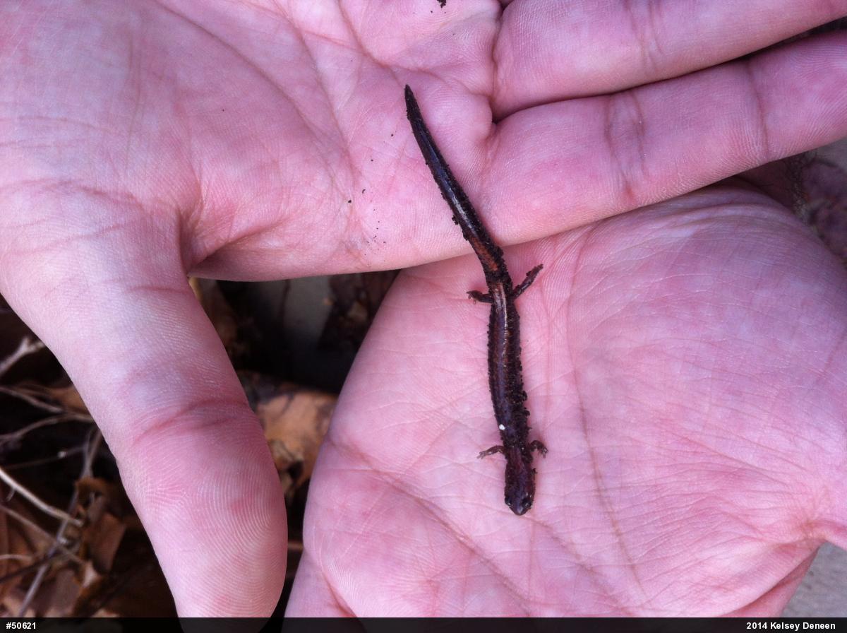 Eastern Red-backed  Salamander