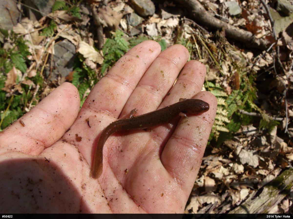 Northern Red Salamander