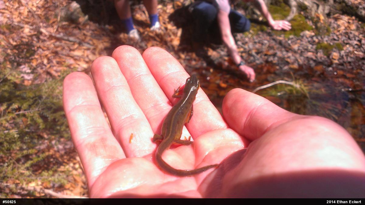 Red-spotted Newt