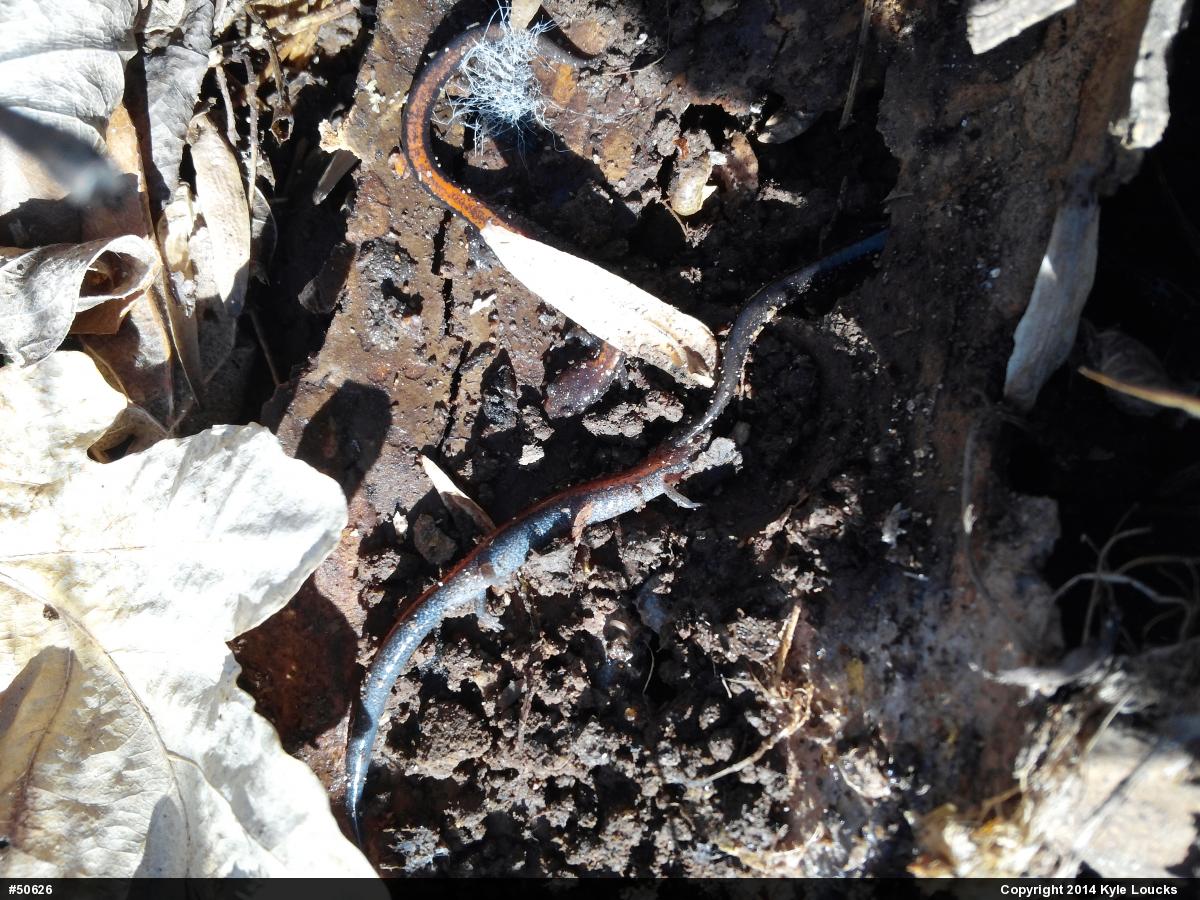 Eastern Red-backed  Salamander