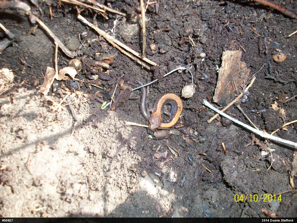 Eastern Red-backed  Salamander