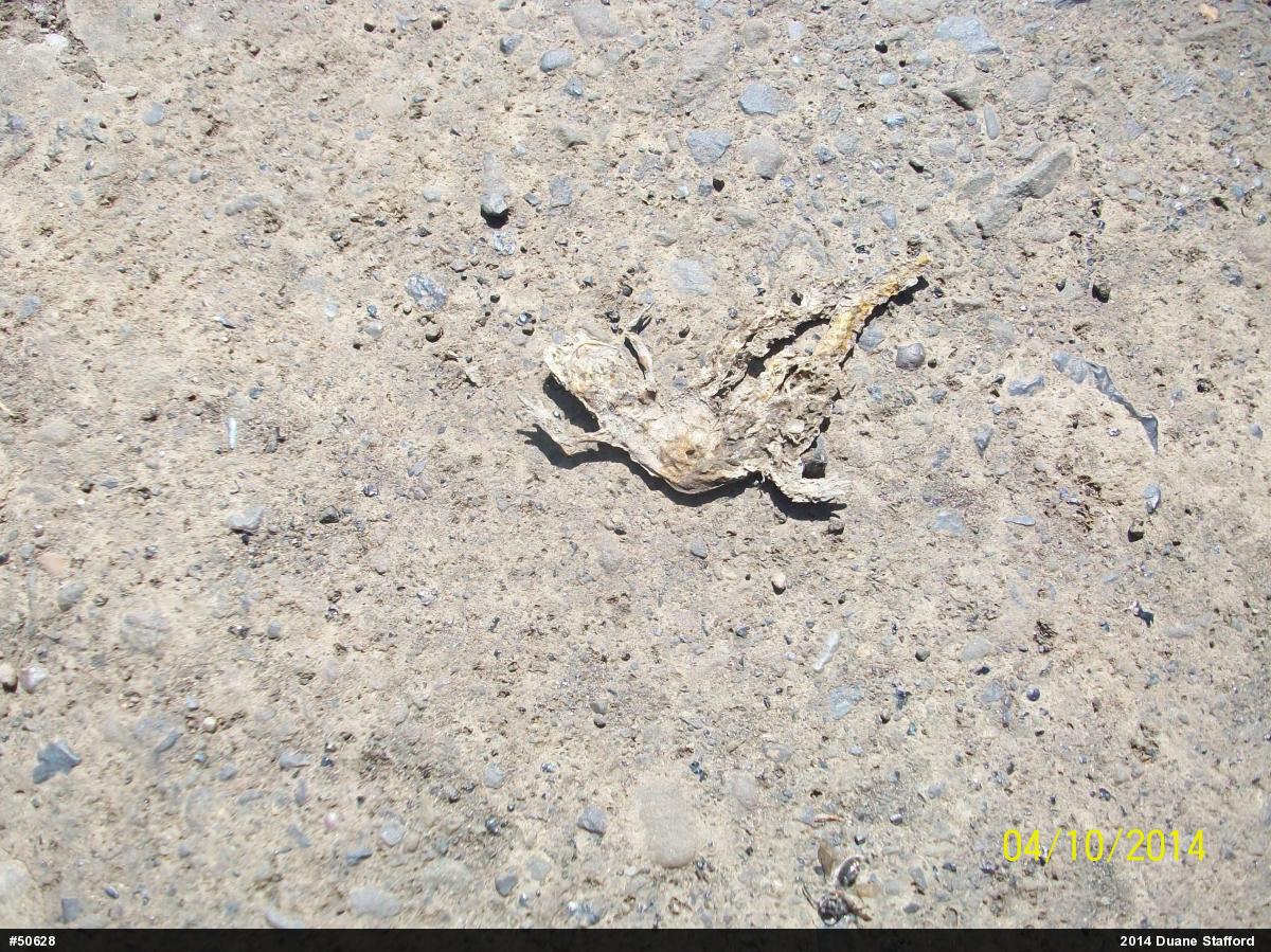 Red-spotted Newt