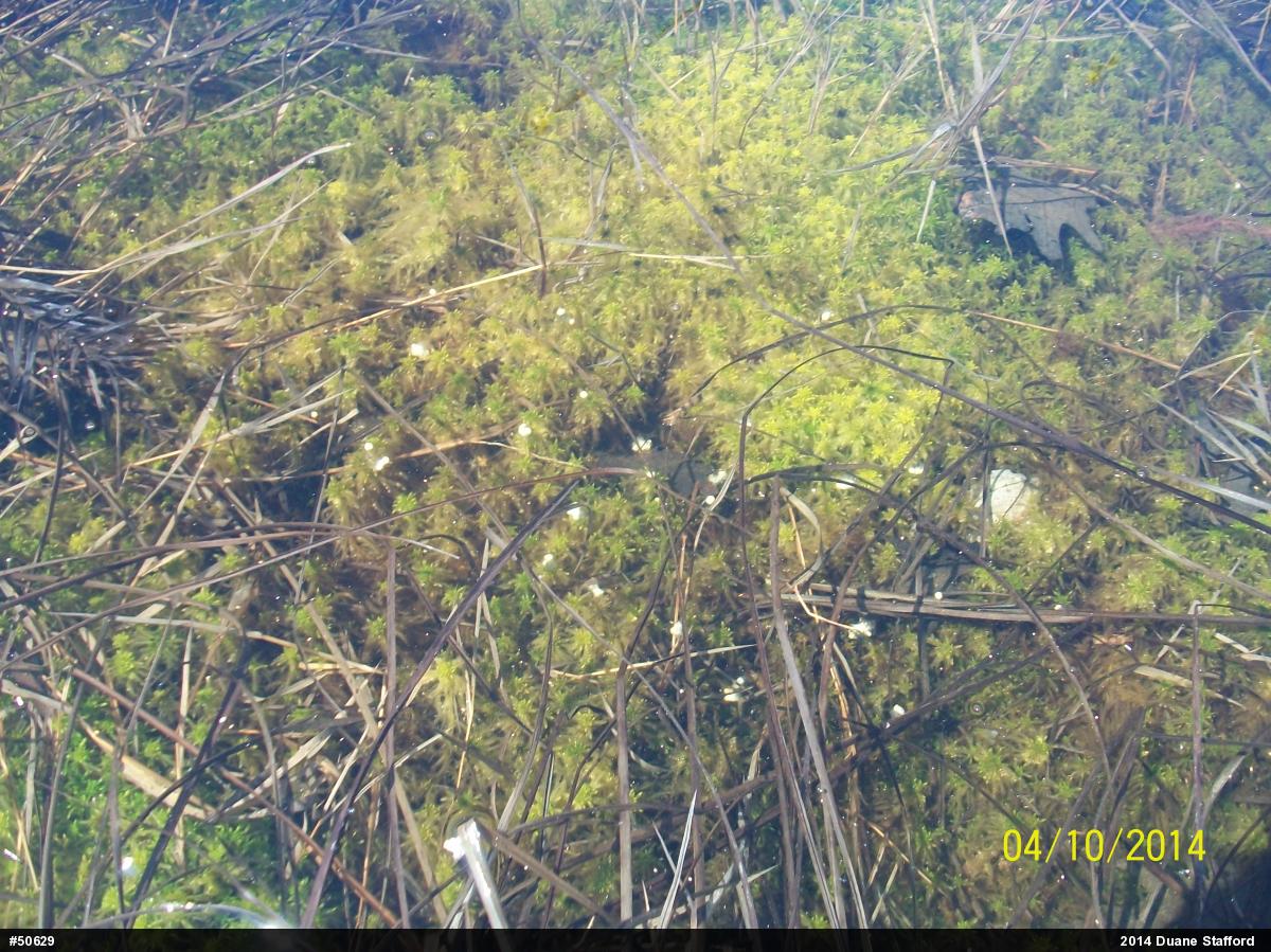 Mole Salamanders