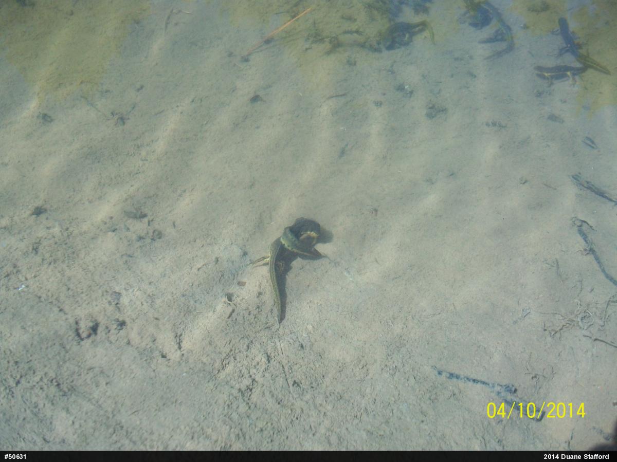 Red-spotted Newt