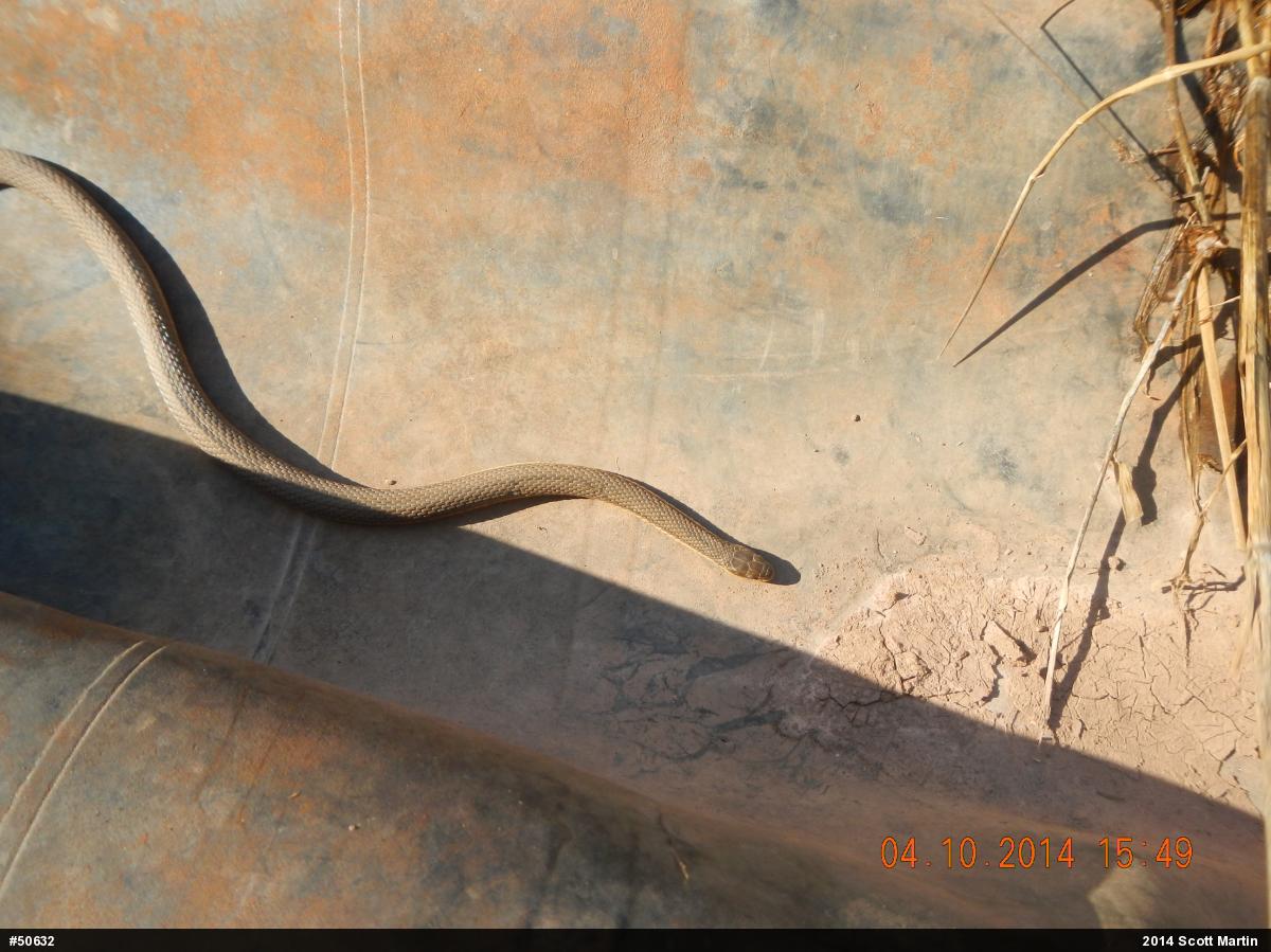 Queensnake
