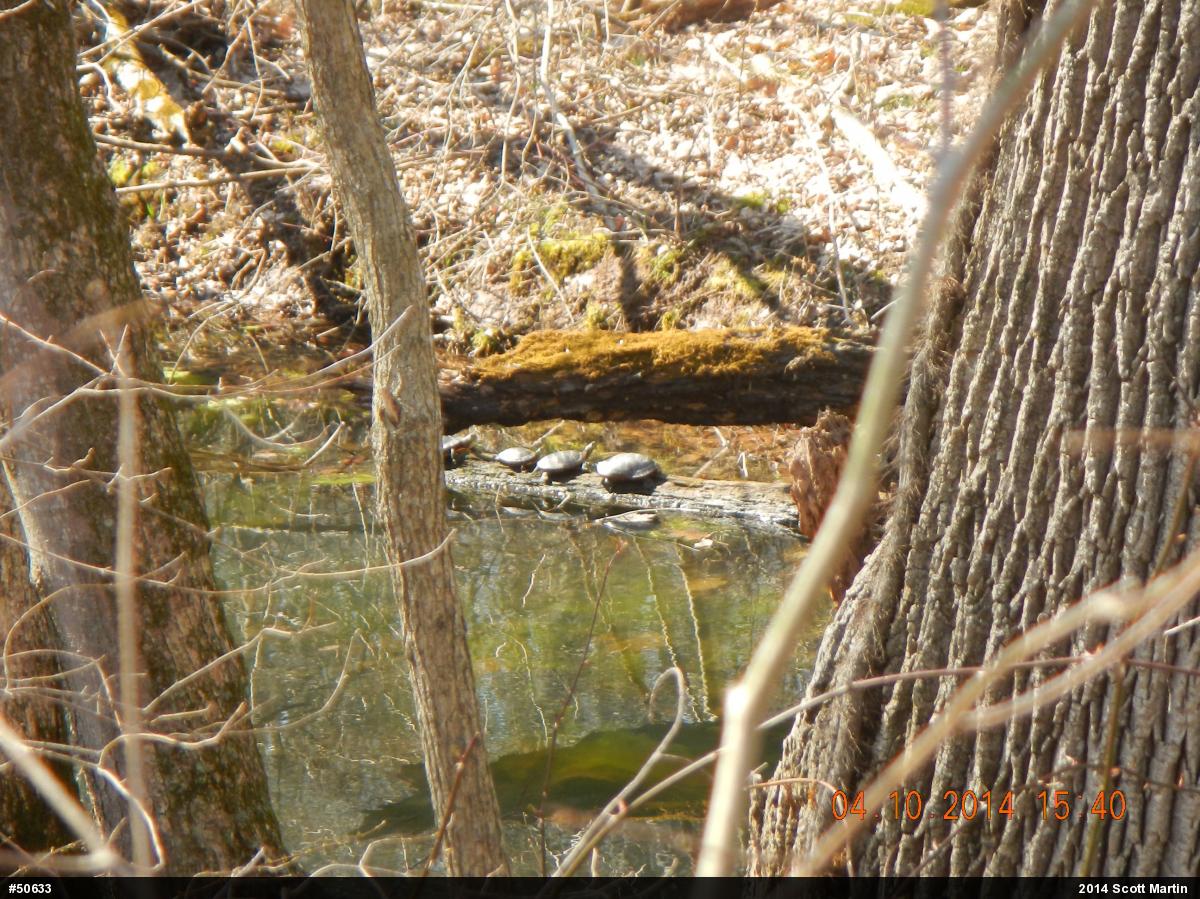 Painted Turtle
