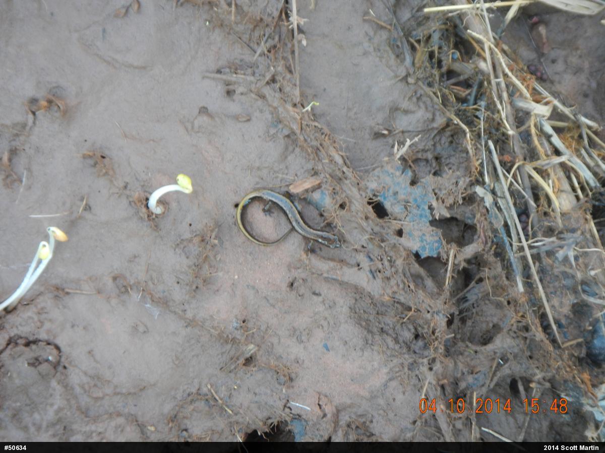 Northern Two-lined Salamander