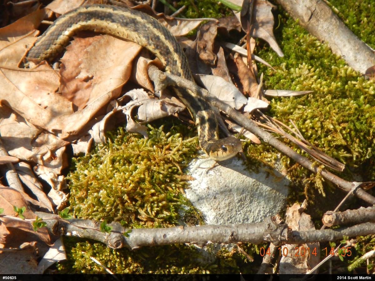 Eastern Gartersnake
