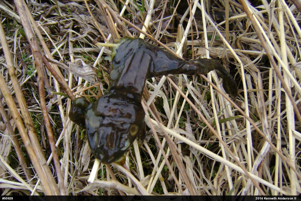 American Bullfrog
