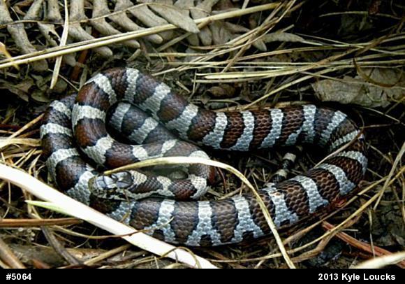 Eastern Milksnake