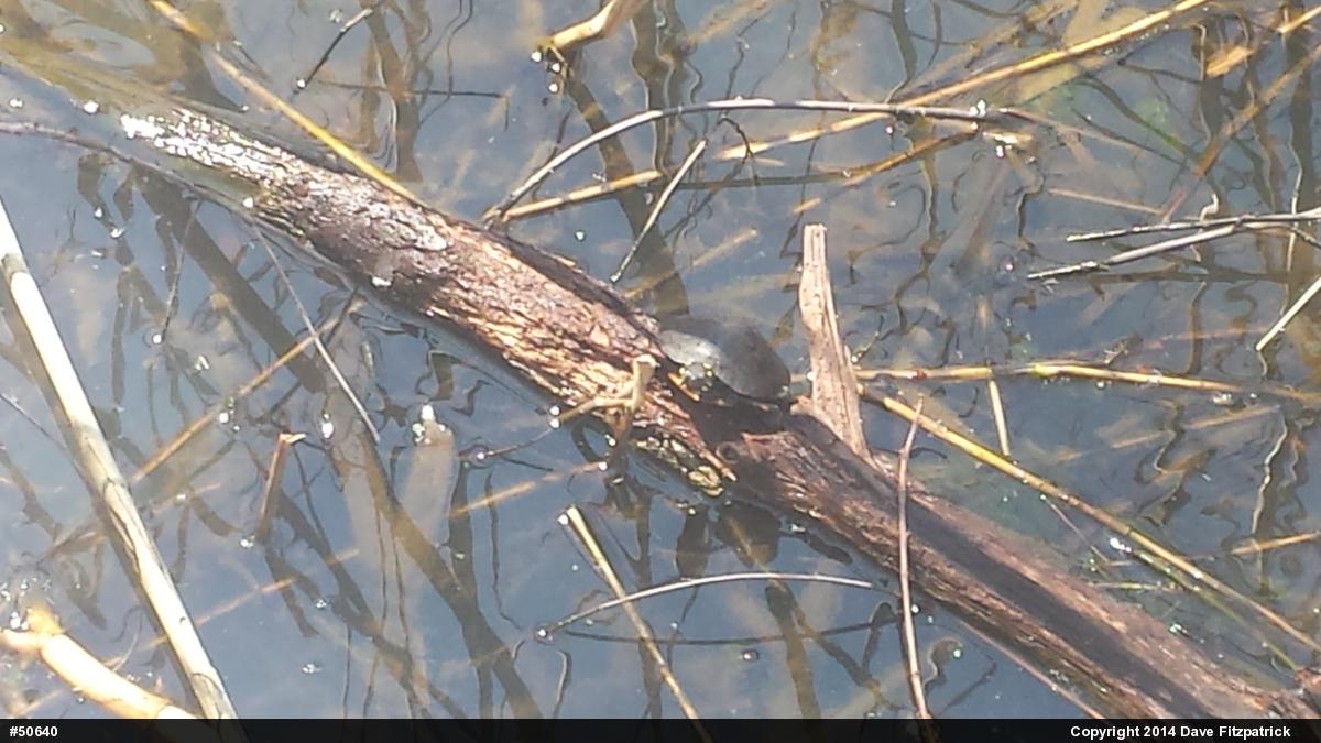 Painted Turtle