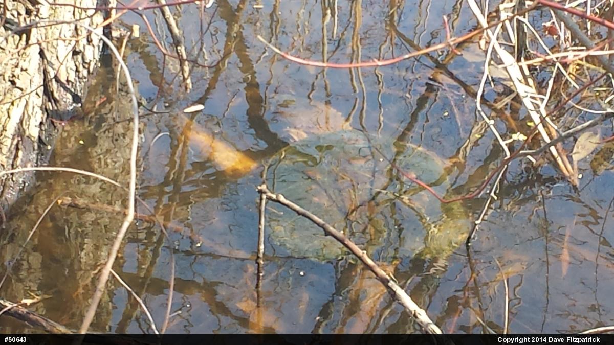 Snapping Turtle