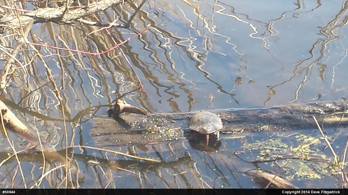 Painted Turtle
