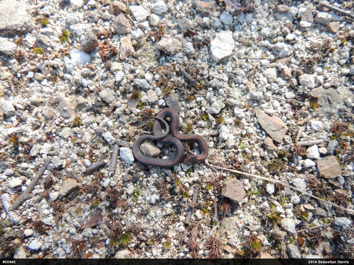 Red-bellied Snake