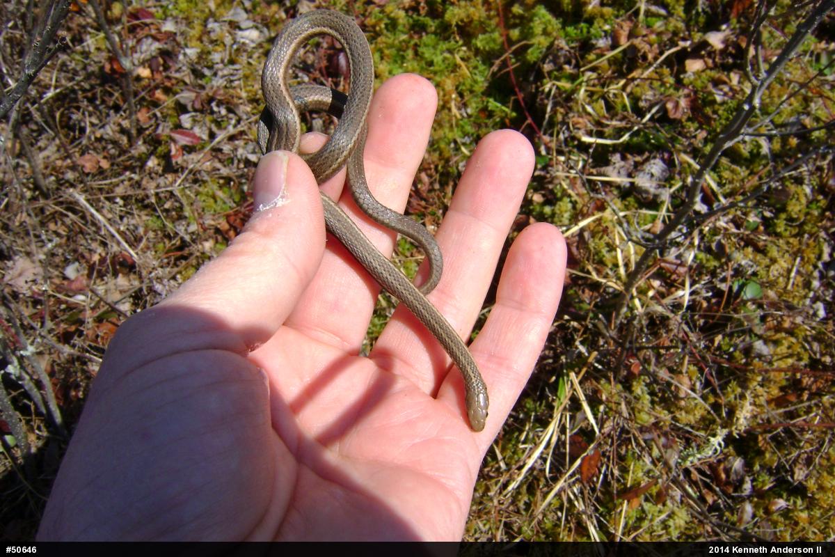 Shorthead Gartersnake
