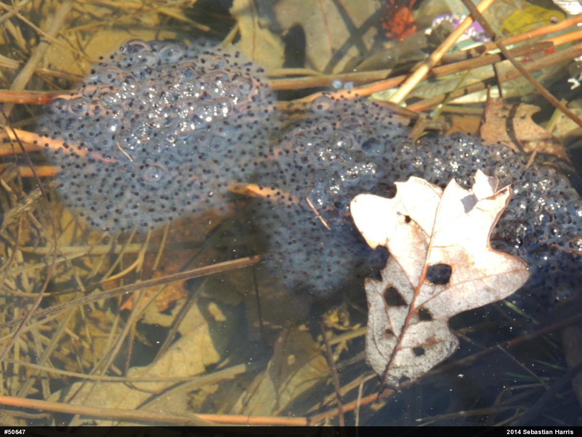 Wood Frog