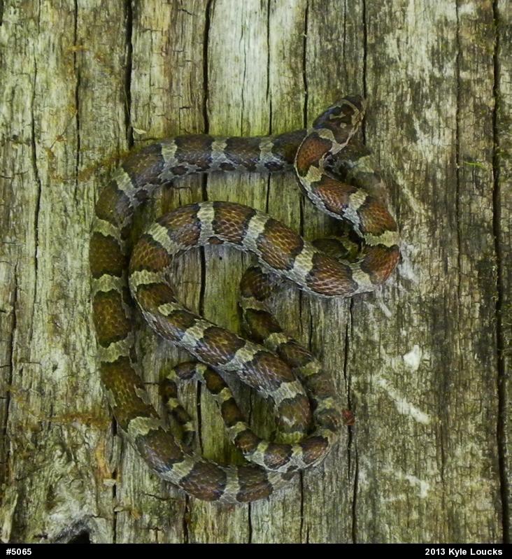 Eastern Milksnake