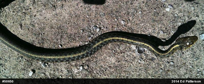 Eastern Gartersnake