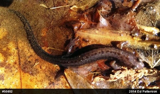 Allegheny Mountain Dusky Salamander
