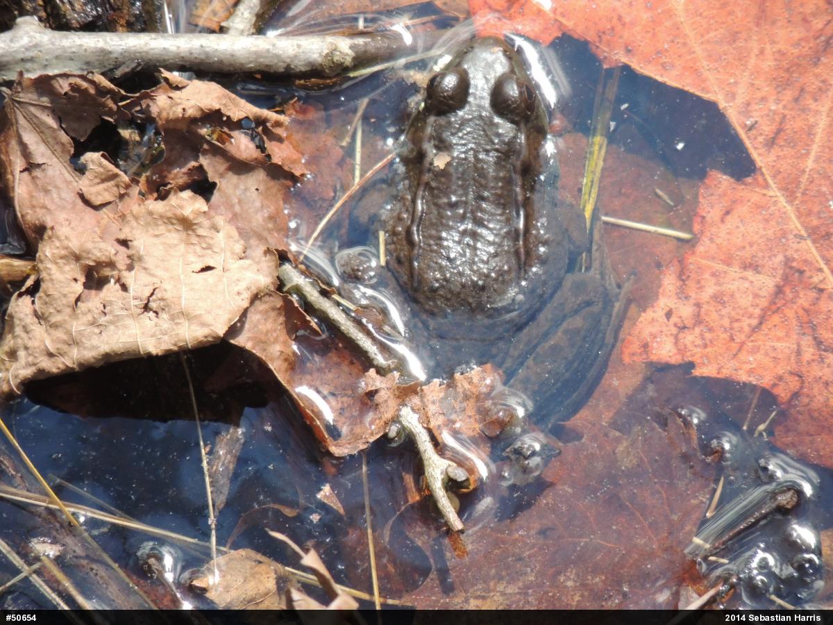 Green Frog