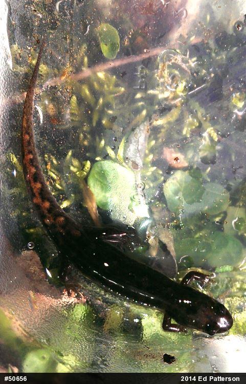 Seal Salamander