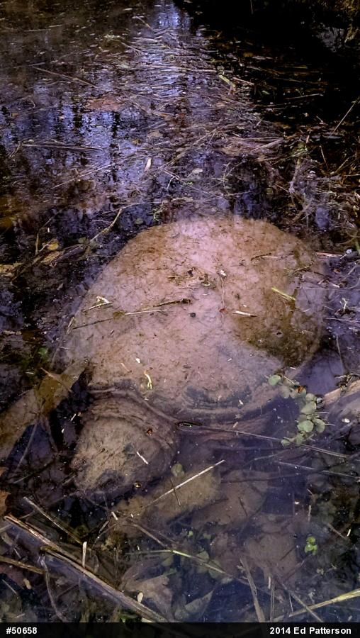 Snapping Turtle