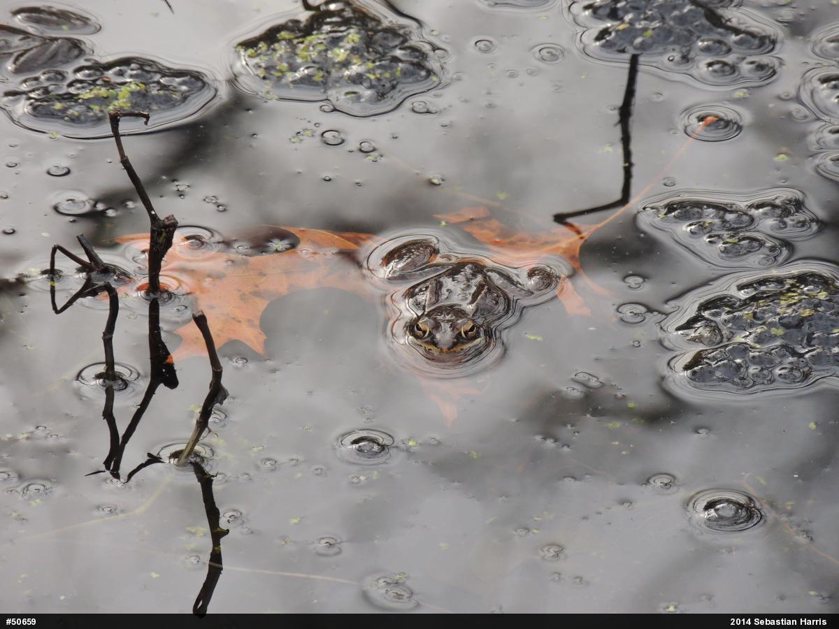 Wood Frog