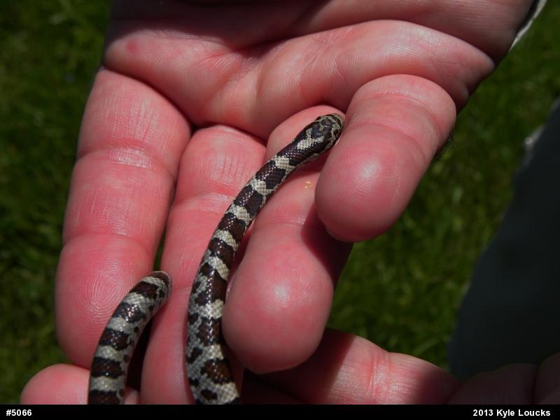 Eastern Milksnake