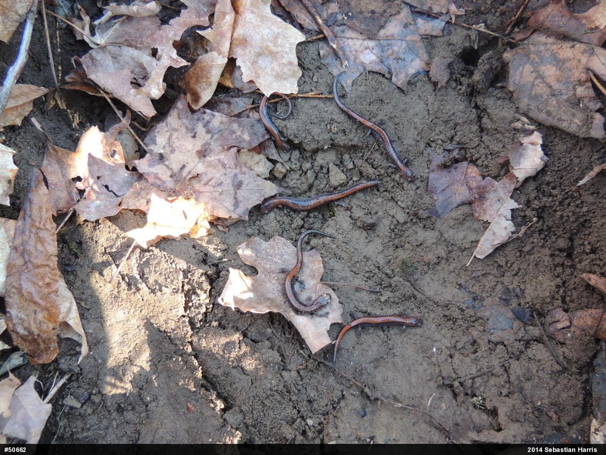 Eastern Red-backed  Salamander