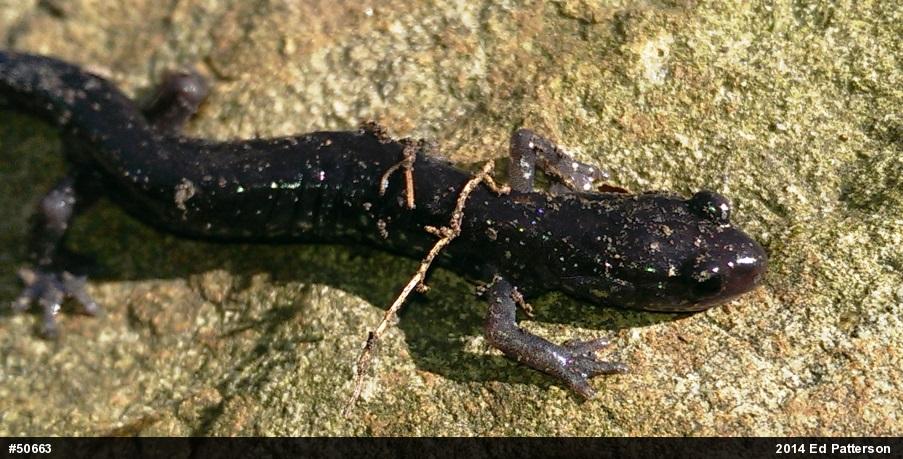 Wehrle's Salamander
