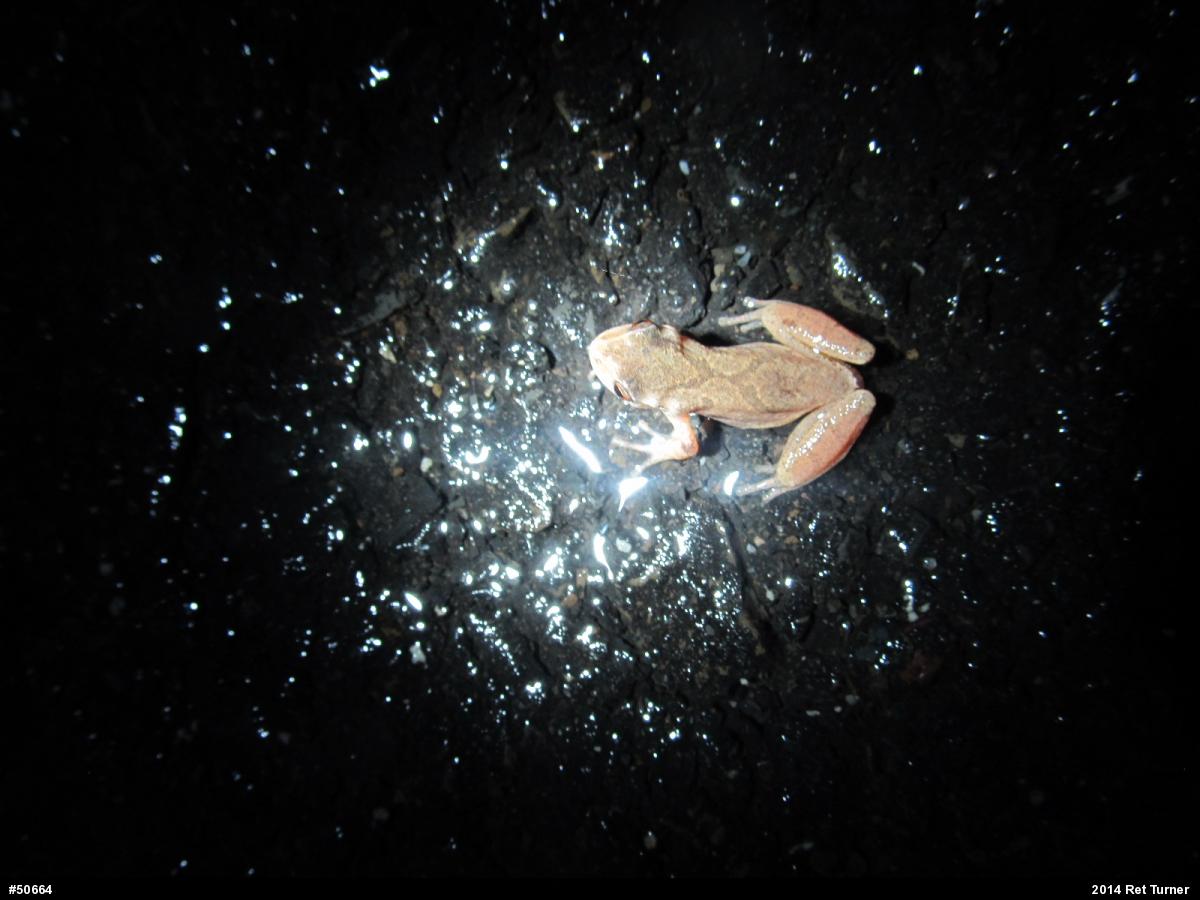 Spring Peeper