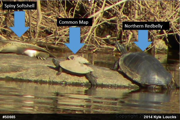 Eastern Spiny Softshell