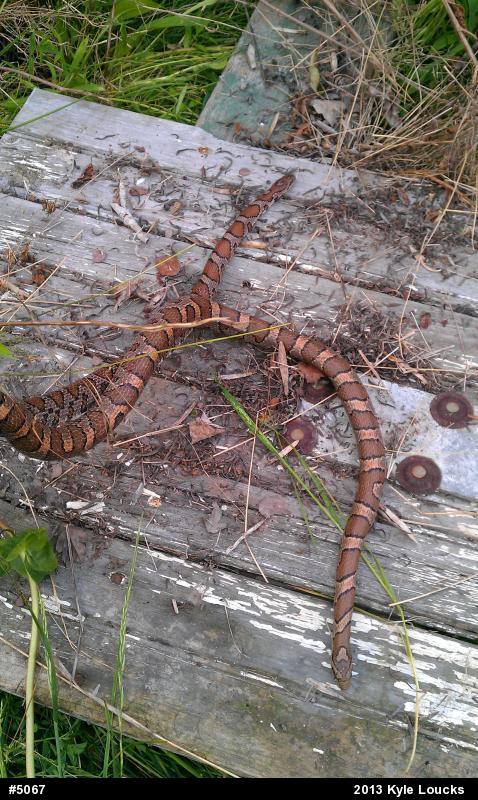 Eastern Milksnake