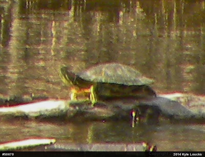 Red-eared Slider