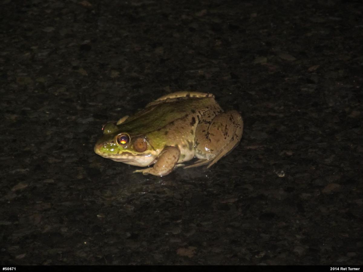 Green Frog