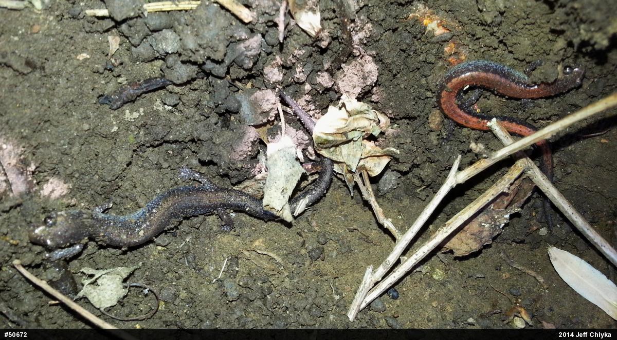 Eastern Red-backed  Salamander