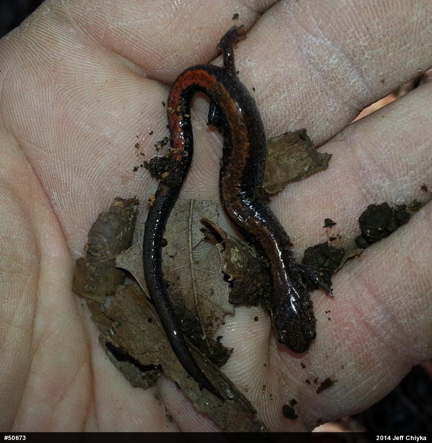 Eastern Red-backed  Salamander