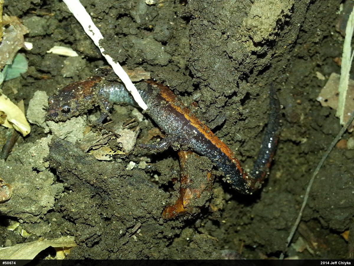 Eastern Red-backed  Salamander