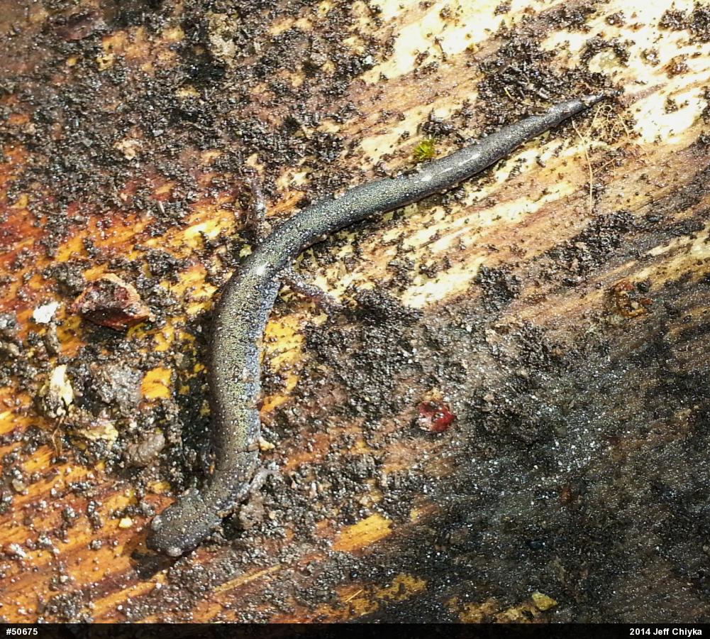 Eastern Red-backed  Salamander