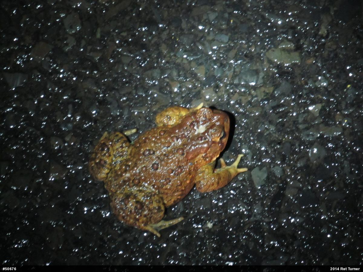 Eastern American Toad