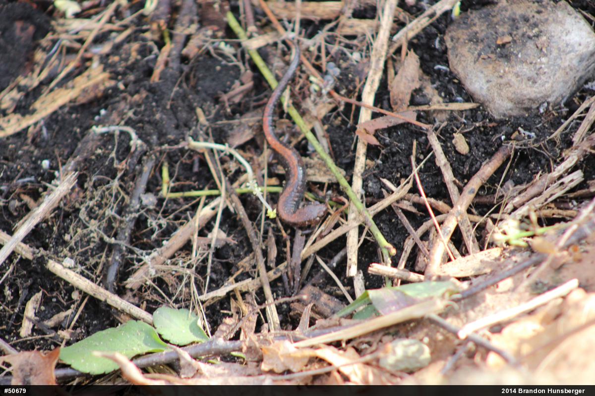 Eastern Red-backed  Salamander