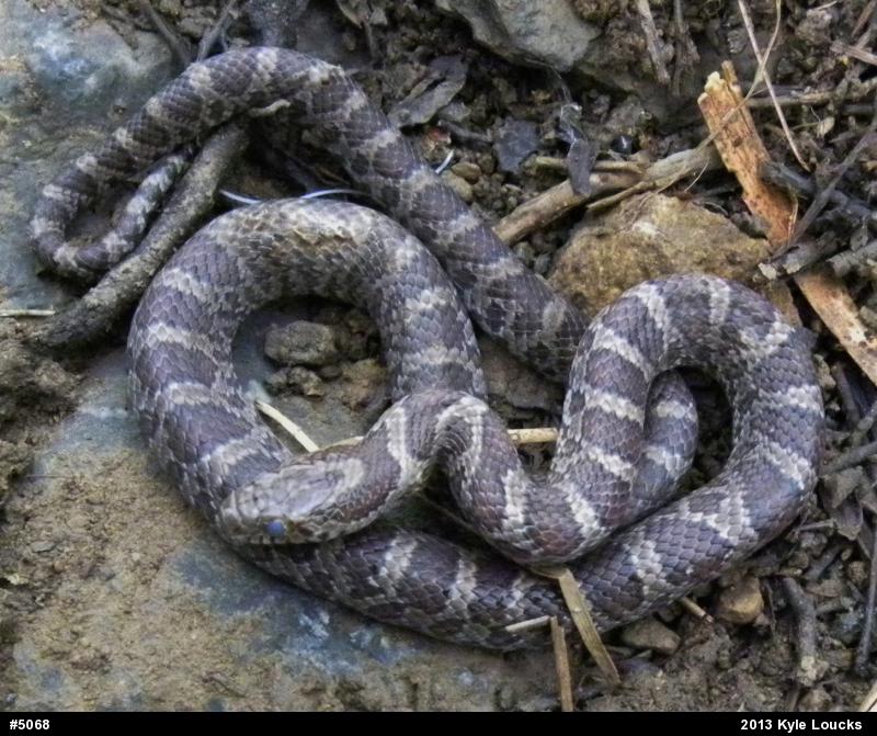 Eastern Milksnake
